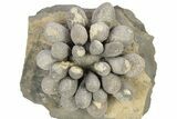 Jurassic Club Urchin (Asterocidaris) - Boulmane, Morocco #78658-1